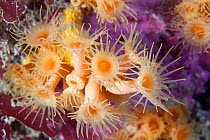 Yellow cluster anemones (Parazoanthus axinellae) Channel Islands, UK May