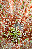 Common sea urchin (Echinus esculentus) close up of surface, Channel Islands, UK, May