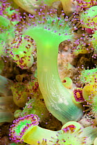 Jewel sea anemones (Corynactis viridis) Channel Islands, UK May