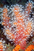 Red sea fingers (Alcyonium glomeratum) soft coral, Channel Islands, UK, June