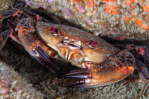 Velvet swimming crab (Necora puber) Channel Islands, UK, June