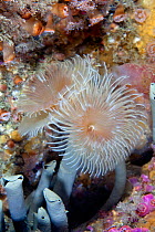Tube worm / Double sprial worm (Bispira volutacornis) Channel Islands, UK June