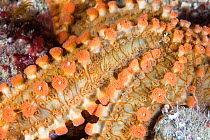 Spiny starfish (Marthasterias glacialis) close up detail, Channel Islands, UK June