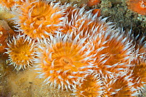 Elegant anemone (Sagartia elegans) Channel Islands, UK June