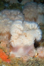 Plumose anemone (Metridium senile) Channel Islands, UK June