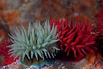 Beadlet sea anemones (Actinia equina) Channel Islands, UK June