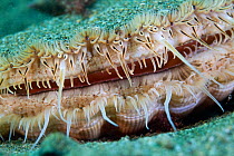 Giant scallop (Pecten maximus) close up detail, Channel Islands, UK June Highly commended in the category of Close to Nature Category of the BWPA Competition 2014.