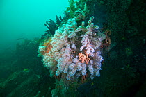 Red sea fingers (Alcyonium glomeratum) soft coral, Channel Islands, UK June