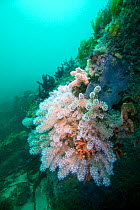Red sea fingers (Alcyonium glomeratum) soft corals, Channel Islands, UK June