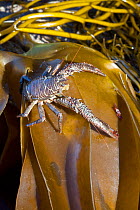 Squat lobster (Galathea squamifera) out of water on seaweed, Channel Islands, UK March