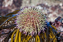 Green sea urchin (Psammechinus miliaris) Channel Islands, UK March