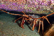 Spiny lobster / Crawfish (Palinurus elephas) sheltering under rock, Channel Islands, UK June