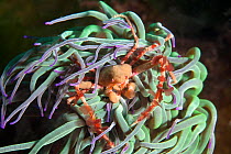 Sponge crab (Inachus sp) hiding in anemone, Channel Islands, UK June