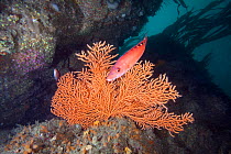 Warty coral (Eunicella verrucosa) with fish, Channel Islands, UK July