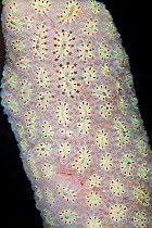Star sea squirt (Botryllus schlosseri) close up of skin pattern, Channel Islands, UK July