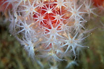 Red sea fingers (Alcyonium glomeratum) soft coral, close up detail, Channel Islands, UK July