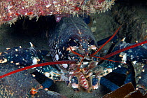 European lobster (Homarus gammarus) Channel Islands, UK July