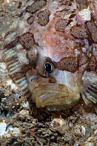 Topknot (Zeugopterus punctatus) close up of face, Channel Islands, UK July