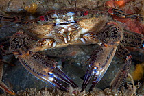Velvet swimming crab (Necora puber) close up, Channel Islands, UK July