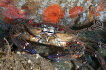 Velvet swimming crab (Necora puber) portrait, Channel Islands, UK July