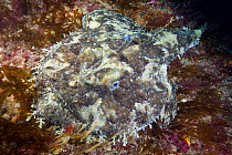 Allmouth anglerfish (Lophius piscatorius) Channel Islands, UK July