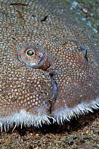 Dover sole (Solea solea) close up of skin and face, Channel Islands, UK July
