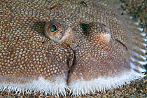 Dover sole (Solea solea) close up of skin and face, Channel Islands, UK July