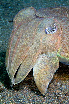 Common cuttlefish (Sepia officinalis) portrait, Channel Islands, UK July