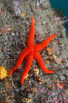 Red / Soapy starfish (Echinaster sepositus) Channel Islands, UK July