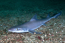 Starry smooth-hound shark (Mustelus asterias) Channel Islands, UK July