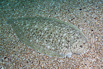 Dover sole (Solea solea) perfectly camouflaged on sea bed, Channel Islands, UK July