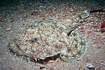 Allmouth anglerfish (Lophius piscatorius) on sea floor, Channel Islands, UK July