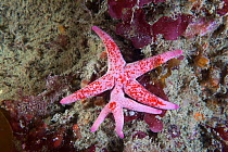 Bloody Henry starfish (Henricia oculata) showing appendage growth with extra arms, Channel Islands, UK August