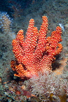 Red sea fingers (Alcyonium glomeratum) soft coral with polyps withdrawn, Channel Islands, UK August