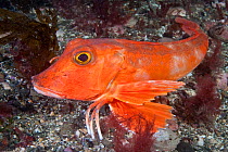 Red gurnard (Chelidonichthys / Aspitrigla cuculus) resting on seabed, Channel Islands, UK, August