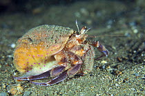 Hermit crab (Pagurus prideaux) with cloak Anemone (Adamsia carcinopados) Channel Islands, UK October