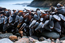 Goose barnacles (Lepas anatifera) on shore, at low tide, Channel Islands, UK January