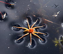 Raft spider (Dolomedes fimbriatus) male resting on water surface, Surrey, UK