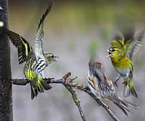 Two Siskins (Carduelis spinus) and a Redpoll (Carduelis flammea) fighting, Surrey, UK, March