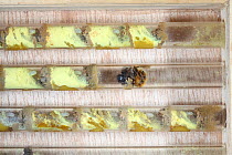 Red mason bee (Osmia rufa) female building pollen retaining wall of mud and sand to separate egg cells in artificial nest box, Surrey, UK, April