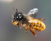 Red mason bee (Osmia rufa) female in flight carrying mud to nest, Surrey, UK, April