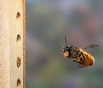 Red mason bee (Osmia rufa) female in flight carrying mud to nest in artificial bee nesting box, Surrey, UK, April