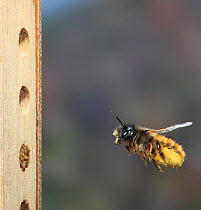Red mason bee (Osmia rufa) female in flight carrying pollen and flower nectar to nest in artifical bee nesting box, Surrey, UK, April