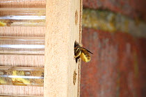 Red mason bee (Osmia rufa) female exiting tube in order to turn around and enter tail first to off-load pollen into cell in artifical bee nesting box, Surrey, UK
