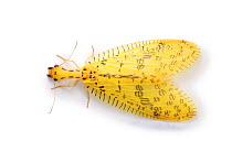 Dobsonfly (Chloronia mexicana) from Costa Rica