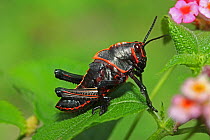 Lubber grasshopper (Romaleidae) nymph on plant, Costa Rica