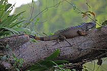 Spiny / Black Iguana (Ctenosaura similis / Iguana negra) adult resting on branch, Costa Rica