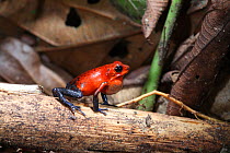 Strawberry poison dart frog (Oophaga / Dendrobates pumilio) male calling, Costa Rica