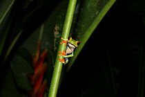 Red-eyed tree frog (Agalychnis callidryas) on plant stem, Costa Rica