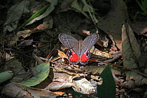 Red-washed satyr butterfly (Pierella helvina) basking in a shaft of sunlight on the forest floor, Costa Rica